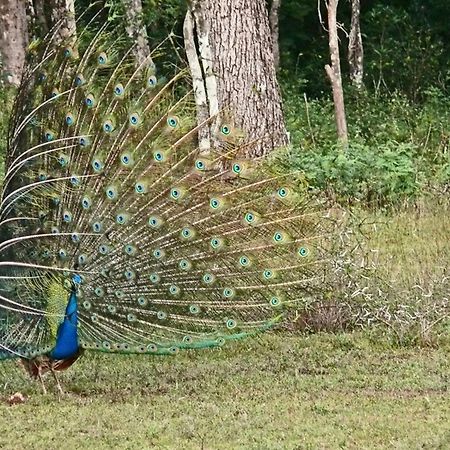 Big Game - Wilpattu By Eco Team Otel Dış mekan fotoğraf